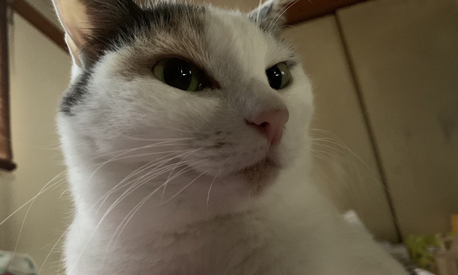 ねこ