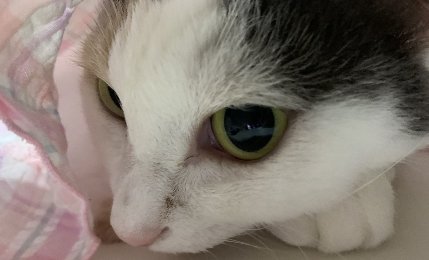 お鼻が高い美猫ちゃん